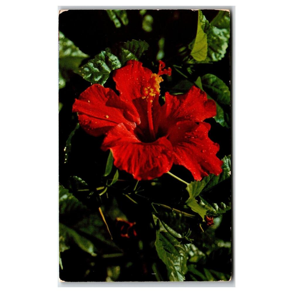 Vibrant Red Hibiscus Flower Mirro-Krome Postcard H.S. Crocker Co.